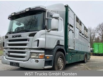 Loomaveok Scania P 380 mitt Menke Doppelstock: pilt 1