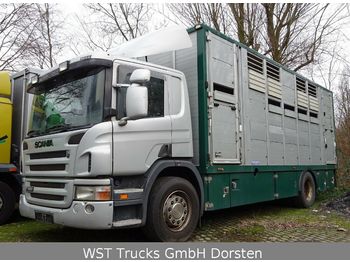 Loomaveok Scania P 380 mitt Menke Doppelstock: pilt 1