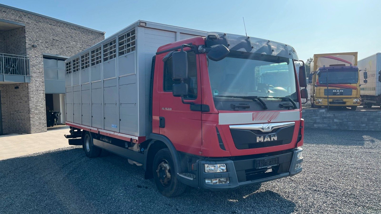 MAN TGL 10.220 Viehtransporter Rampe Trennwände - Hobuseauto: pilt 3 MAN TGL 10.220 Viehtransporter Rampe Trennwände - Hobuseauto: pilt 3