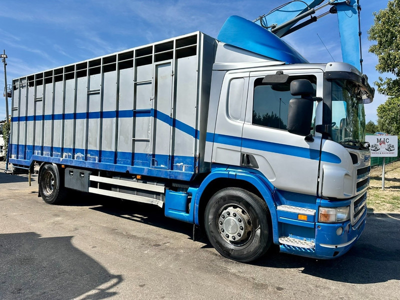 Scania P310 4x2 LIVESTOCK / VEEWAGEN / TIERTRANSPORT / BETAILLERE - ALU BOX 7m - MANUAL - A/C - BELGIAN TRUCK - Loomaveok: pilt 1 Scania P310 4x2 LIVESTOCK / VEEWAGEN / TIERTRANSPORT / BETAILLERE - ALU BOX 7m - MANUAL - A/C - BELGIAN TRUCK - Loomaveok: pilt 1