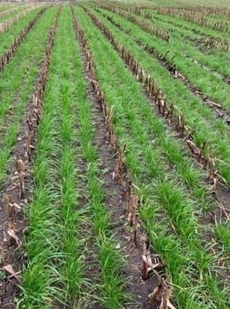 Gaspardo ***CropSeed*** Frøudstyr til radrenser - Saagikoristusjärgsed seadmed: pilt 5 Gaspardo ***CropSeed*** Frøudstyr til radrenser - Saagikoristusjärgsed seadmed: pilt 5