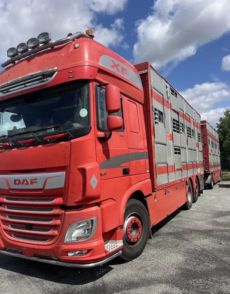 DAF XF 460 + Przyczepa Pezzaoli - 3X Trzoda, 2 X Bydło I 3 poziomy I Podnoszony dach I Hydroburta I Osie Skrętne I Poidła I Wentylatory I Pilot Manualny | Euro5 - Loomaveok: pilt 2 DAF XF 460 + Przyczepa Pezzaoli - 3X Trzoda, 2 X Bydło I 3 poziomy I Podnoszony dach I Hydroburta I Osie Skrętne I Poidła I Wentylatory I Pilot Manualny | Euro5 - Loomaveok: pilt 2