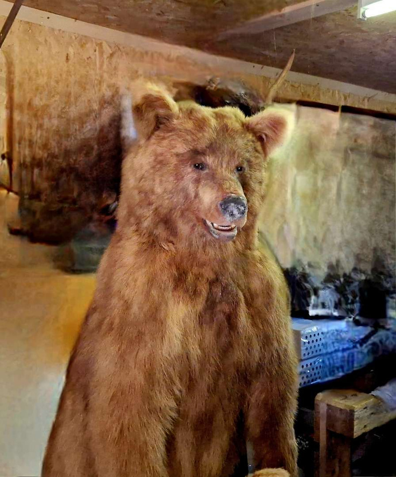 Tööriist/ Seadmed Imponerende utstoppet brunbjørn – helfigur preparert av Zoo Prep T. Karlsen: pilt 1